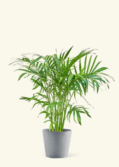 Large Bamboo Palm Plant in a gray stone pot.