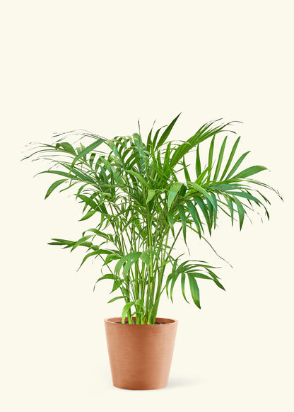 Large Bamboo Palm Plant in a terracotta pot.