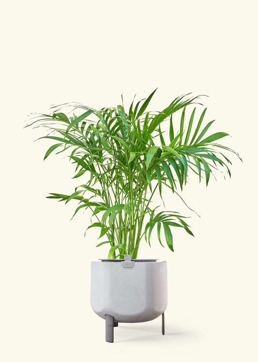 Bamboo Palm in a 10 inches stone self watering pot