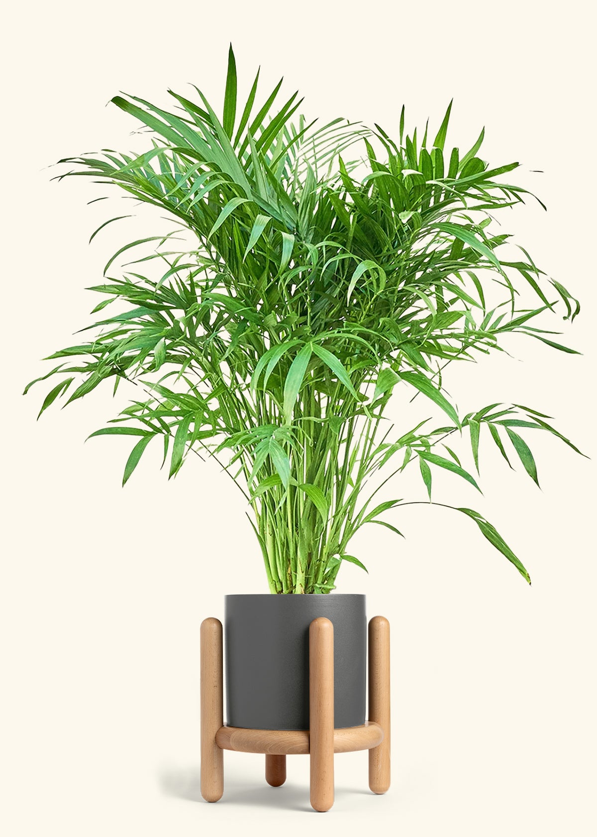 Cat Palm, XL