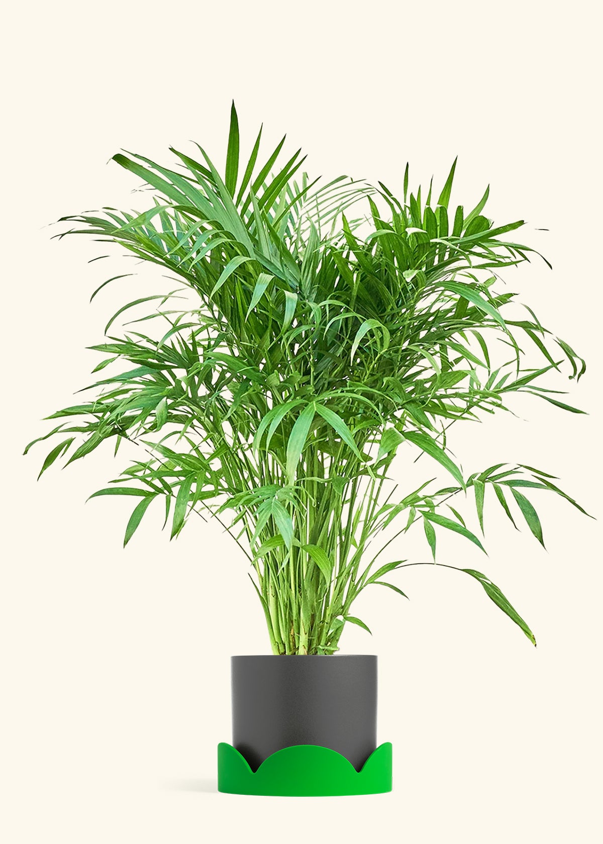 Cat Palm, XL