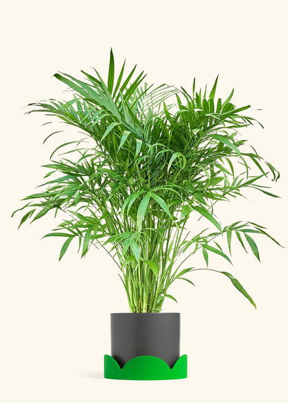 Cat Palm, XL