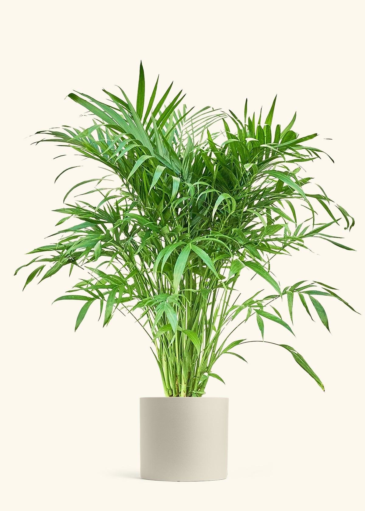 Cat Palm, XL
