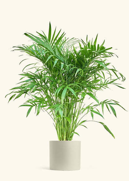 Cat Palm, XL