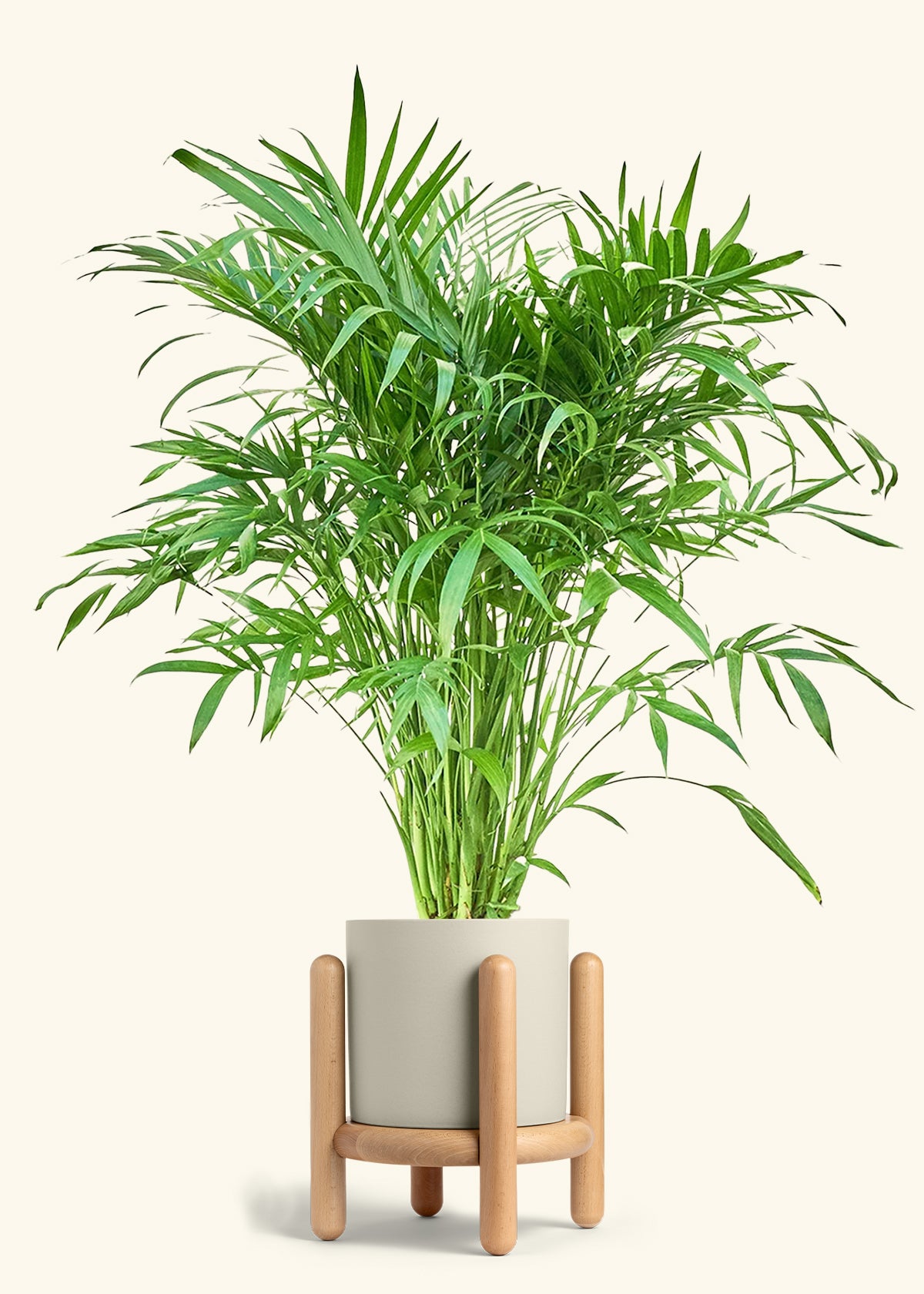 Cat Palm, XL