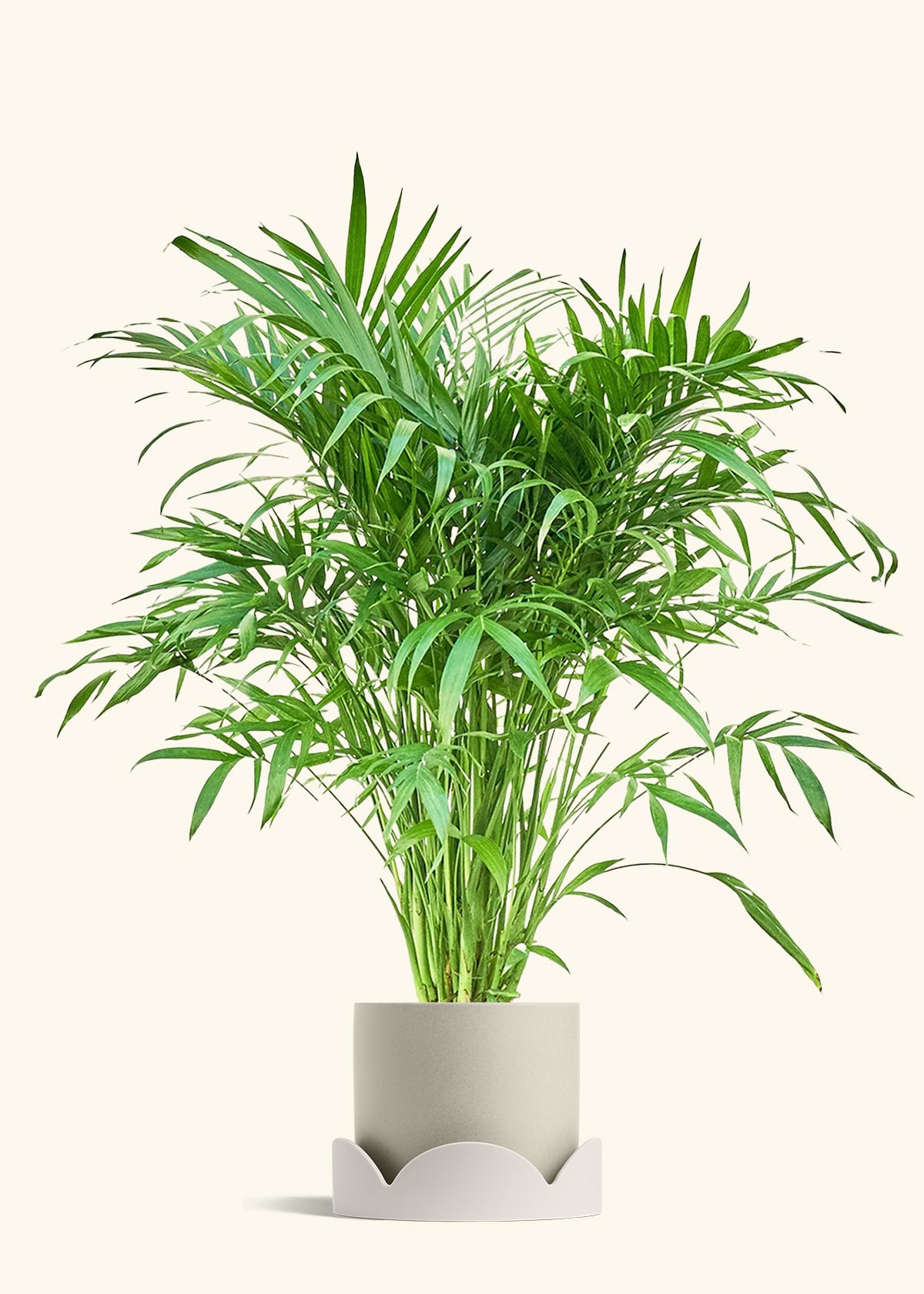 Cat Palm, XL