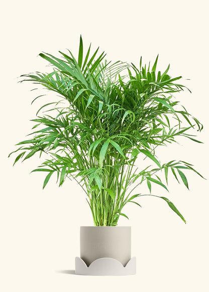 Cat Palm, XL