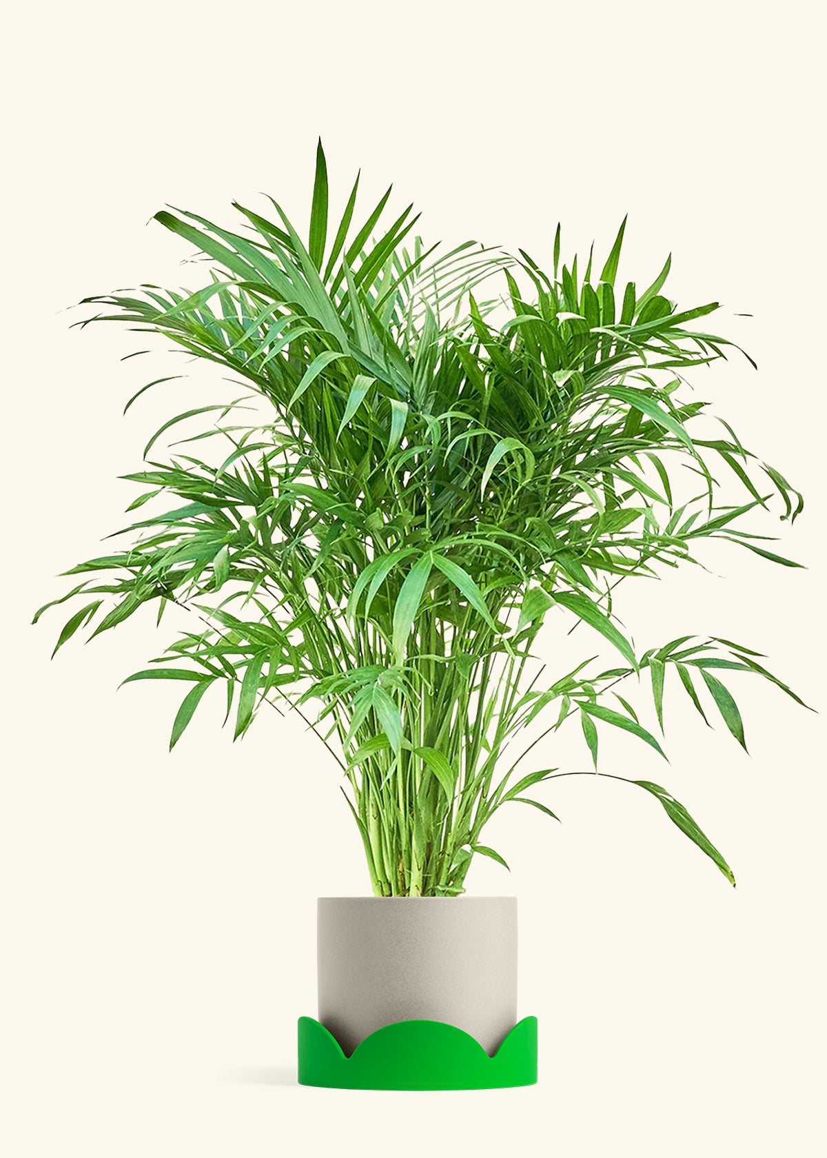 Cat Palm, XL