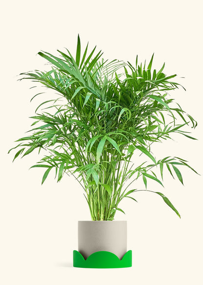 Cat Palm, XL