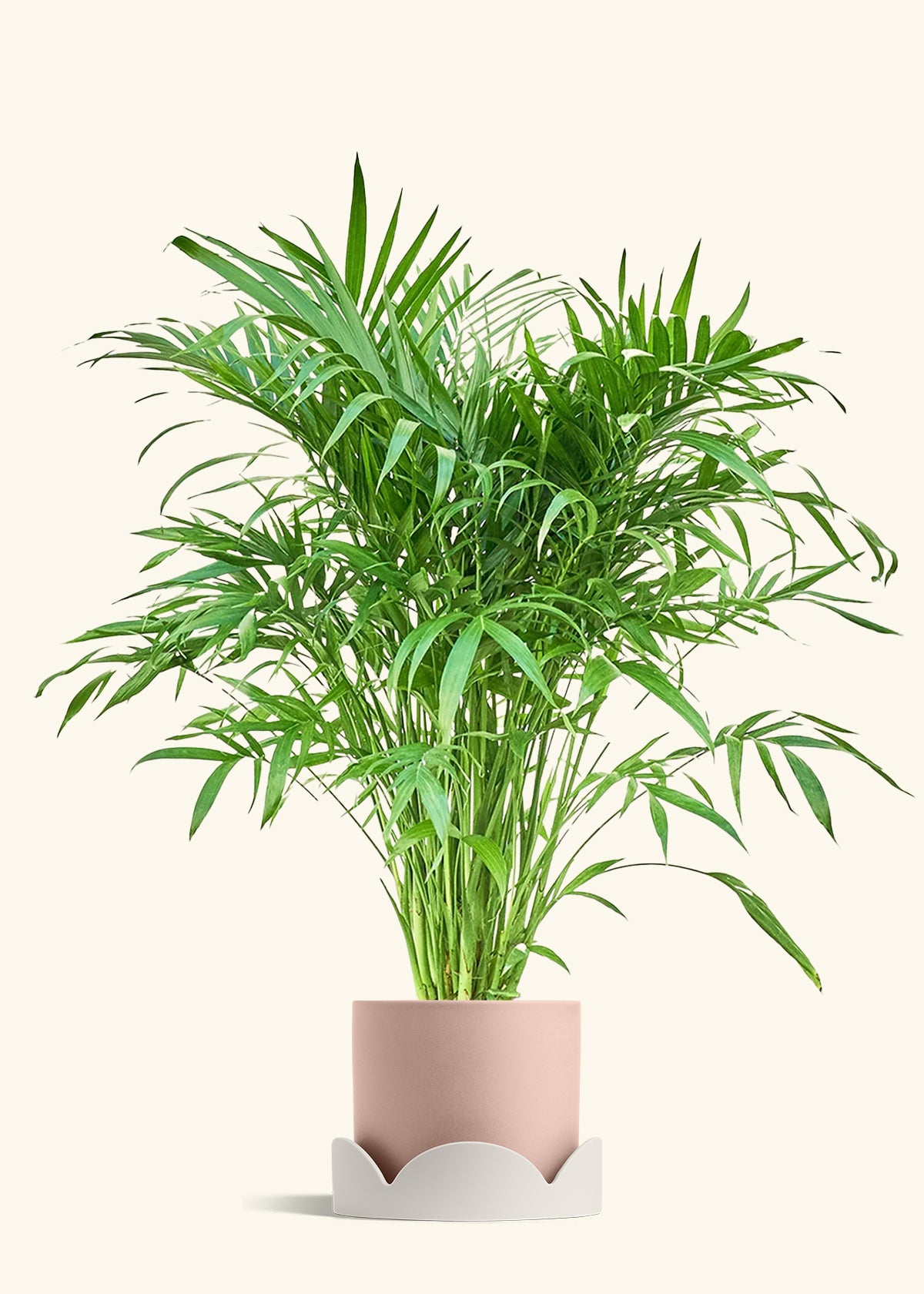 Cat Palm, XL
