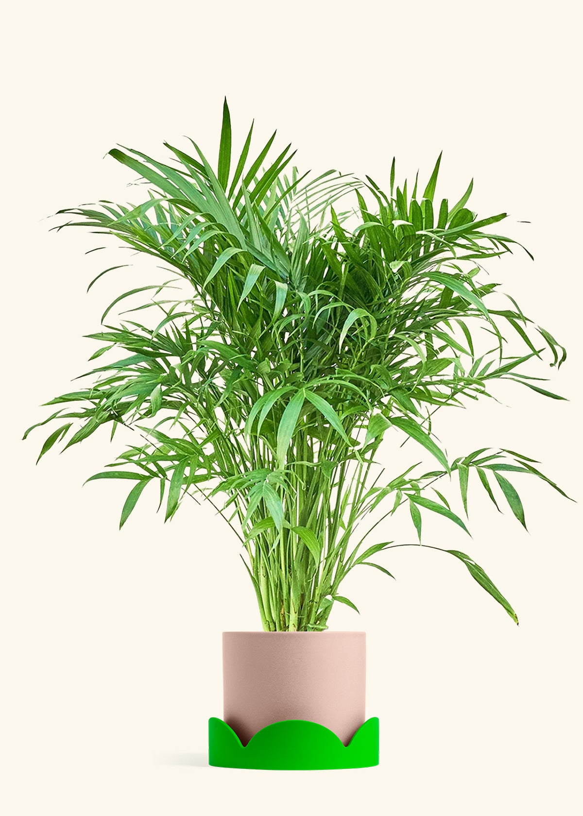 Cat Palm, XL