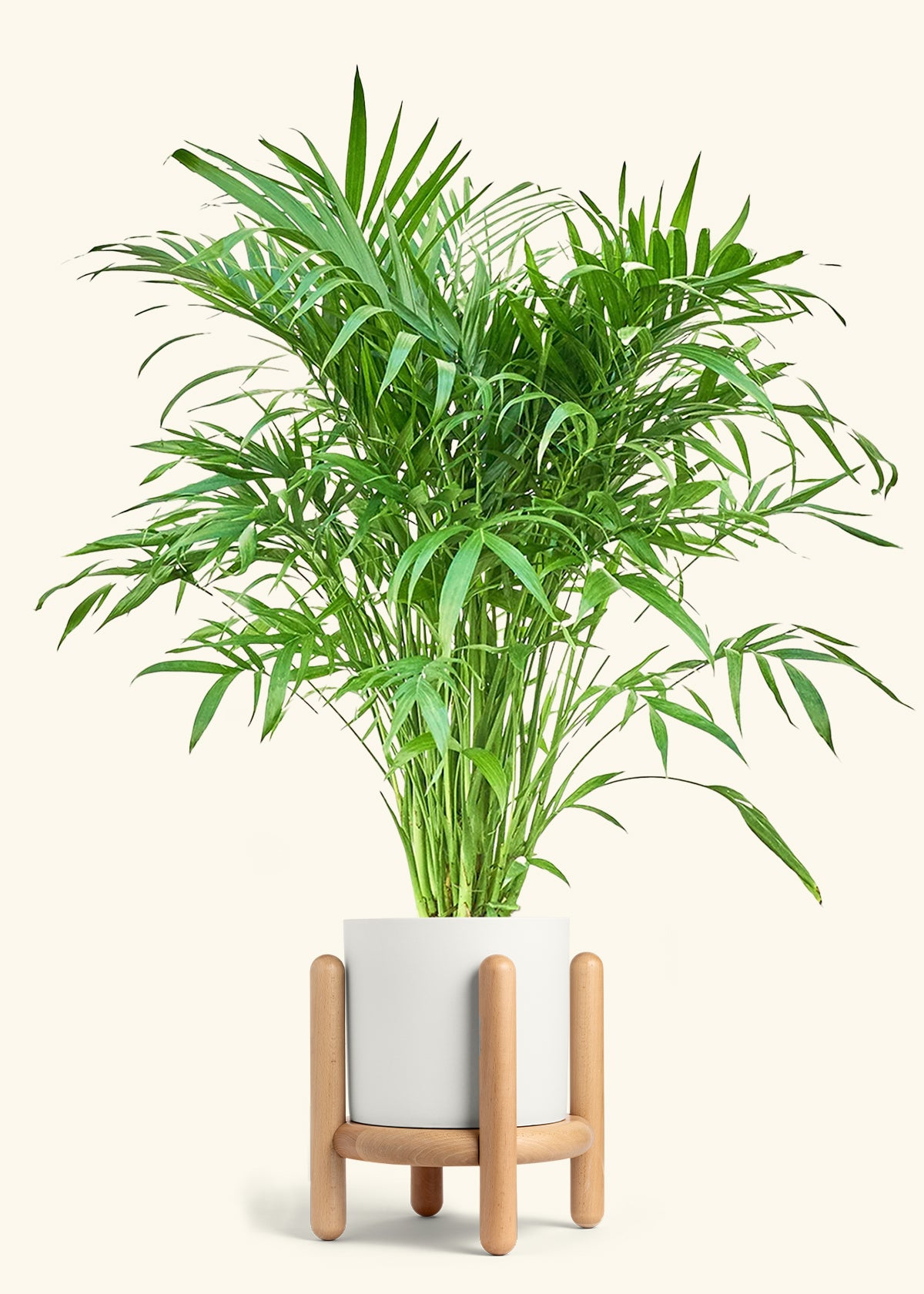 Cat Palm, XL