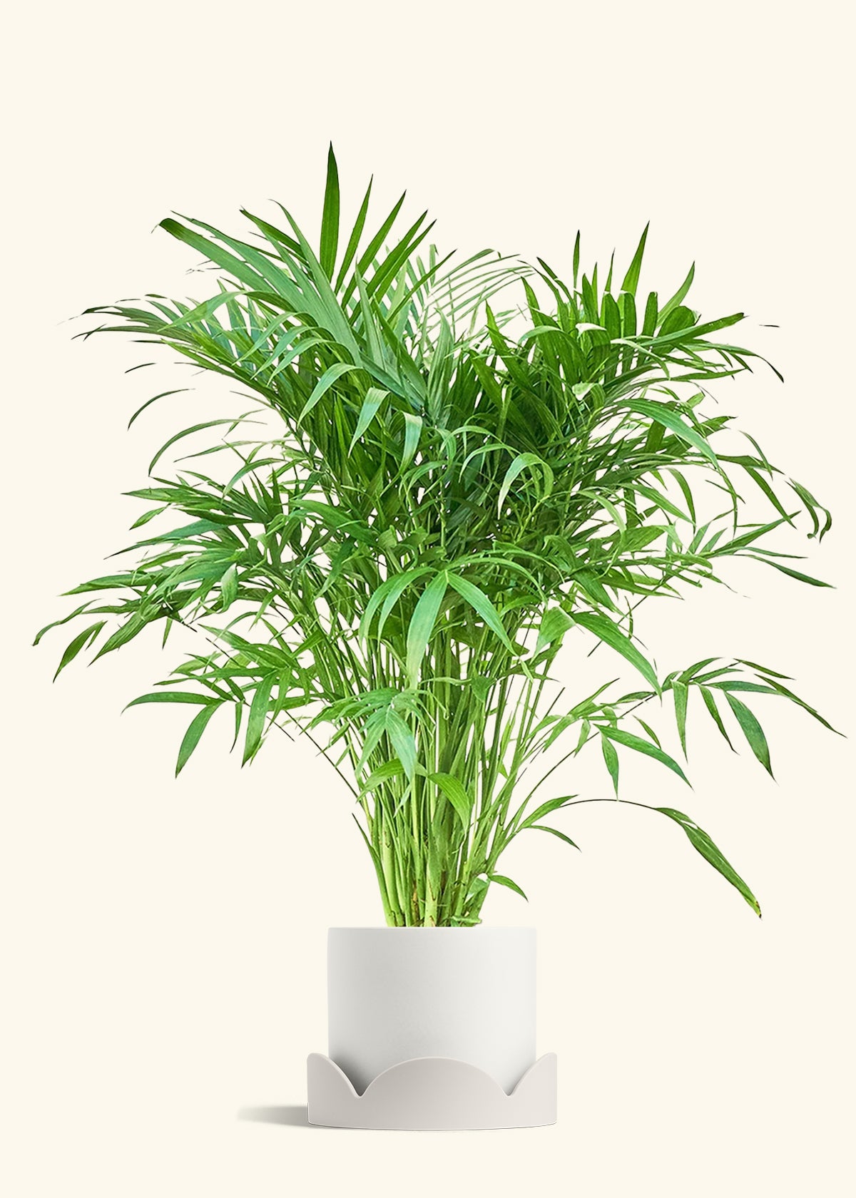 Cat Palm, XL
