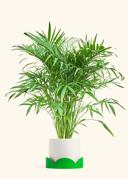 Cat Palm, XL