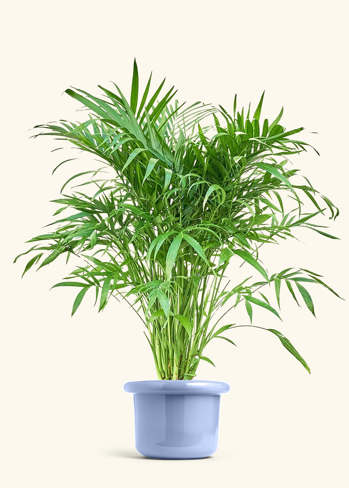 Cat Palm, XL