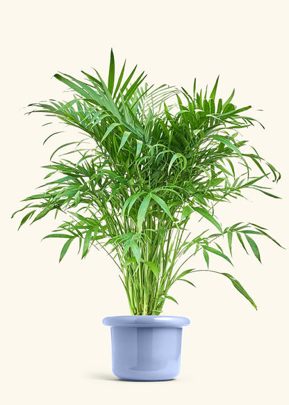 Cat Palm, XL