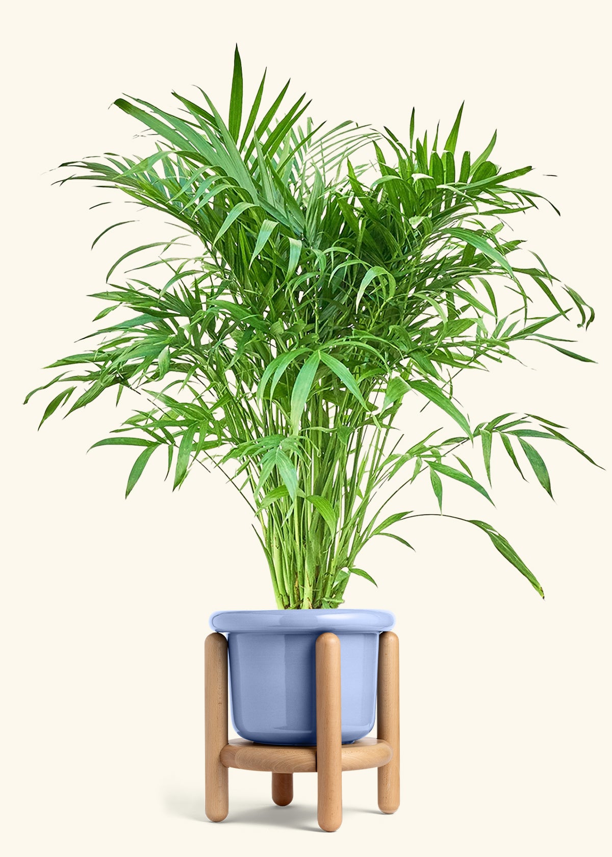 Cat Palm, XL