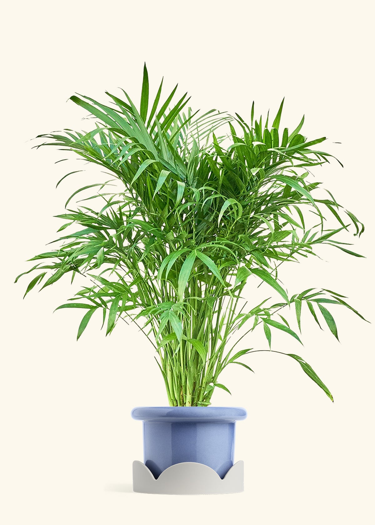 Cat Palm, XL