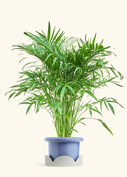 Cat Palm, XL