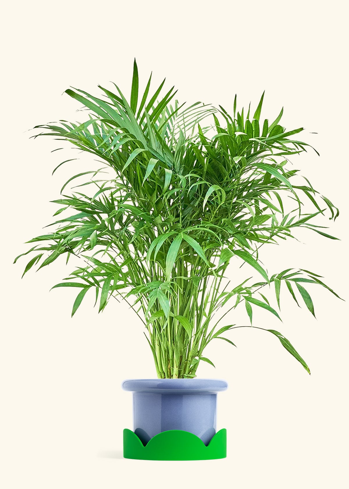 Cat Palm, XL