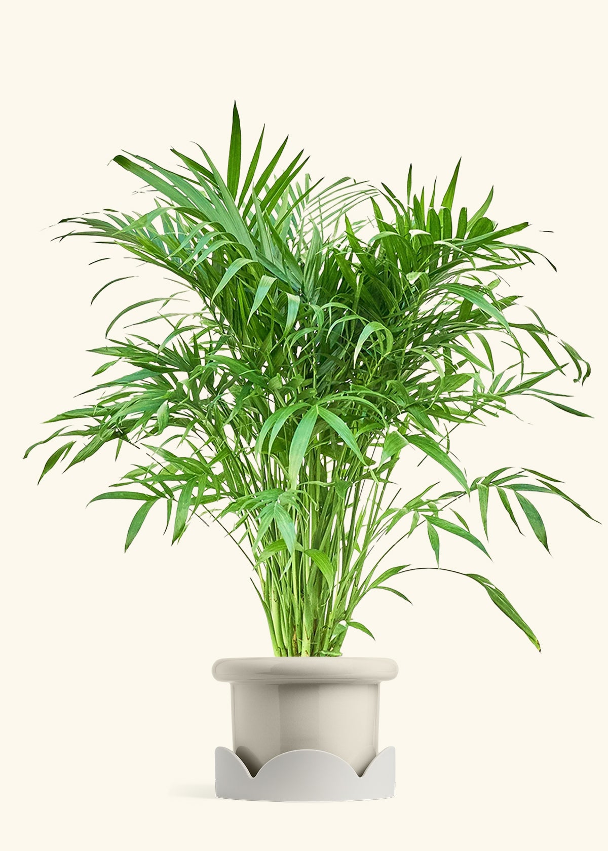 Cat Palm, XL