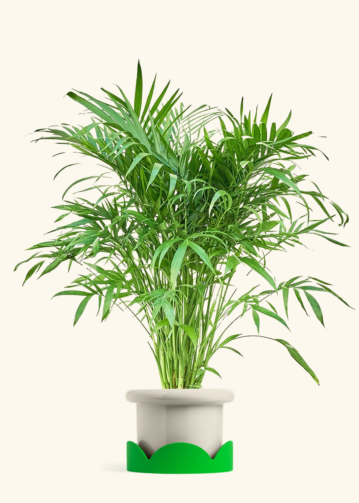 Cat Palm, XL