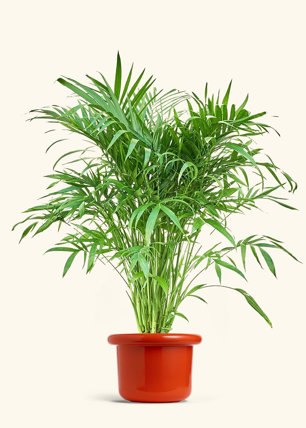 Cat Palm, XL