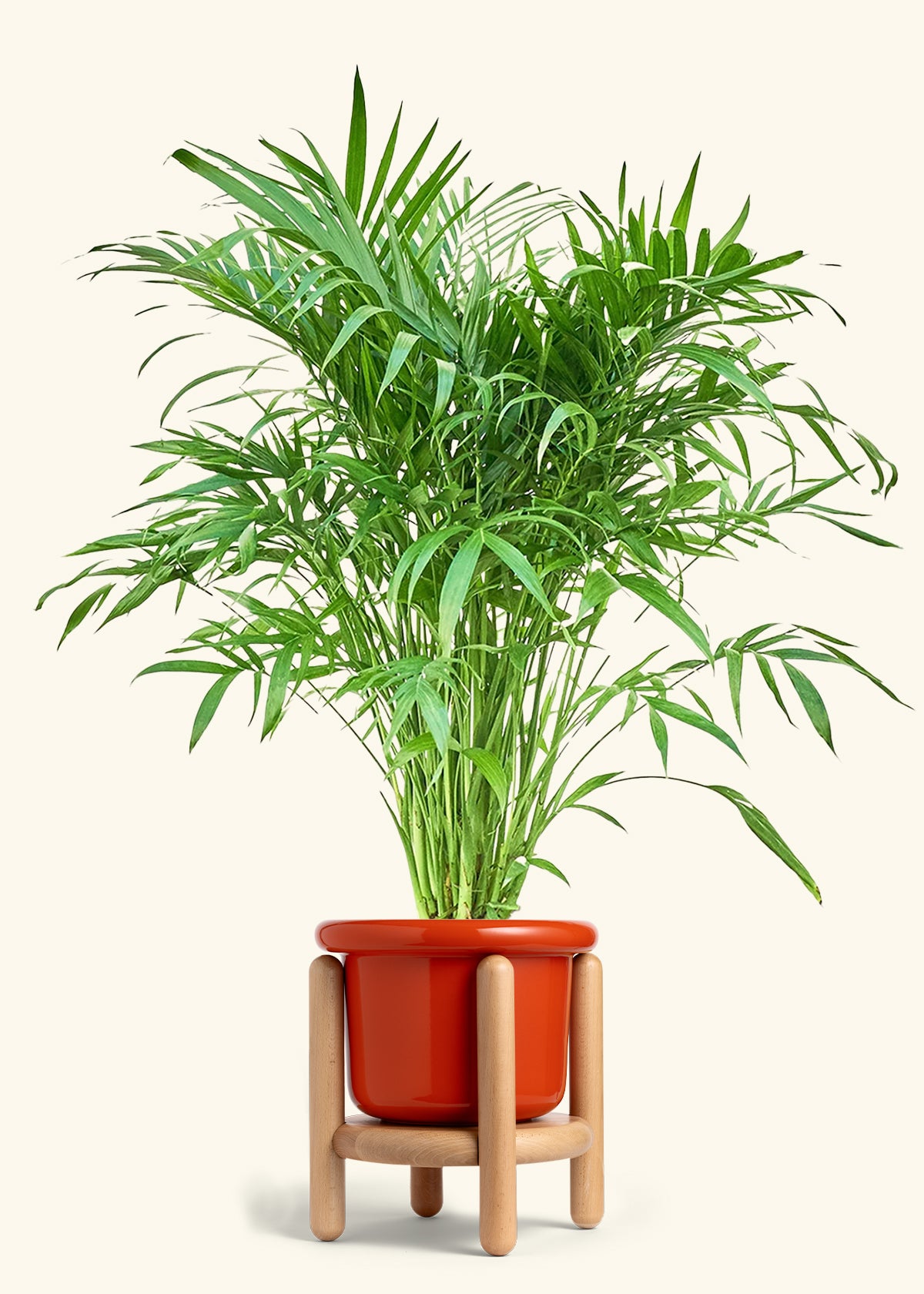 Cat Palm, XL