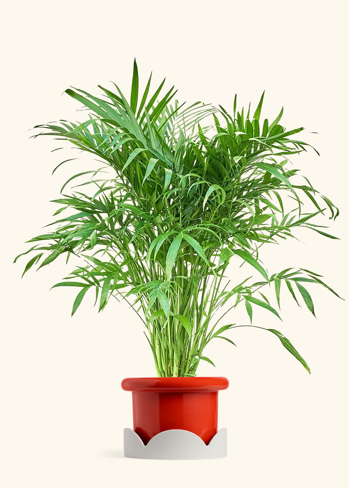 Cat Palm, XL