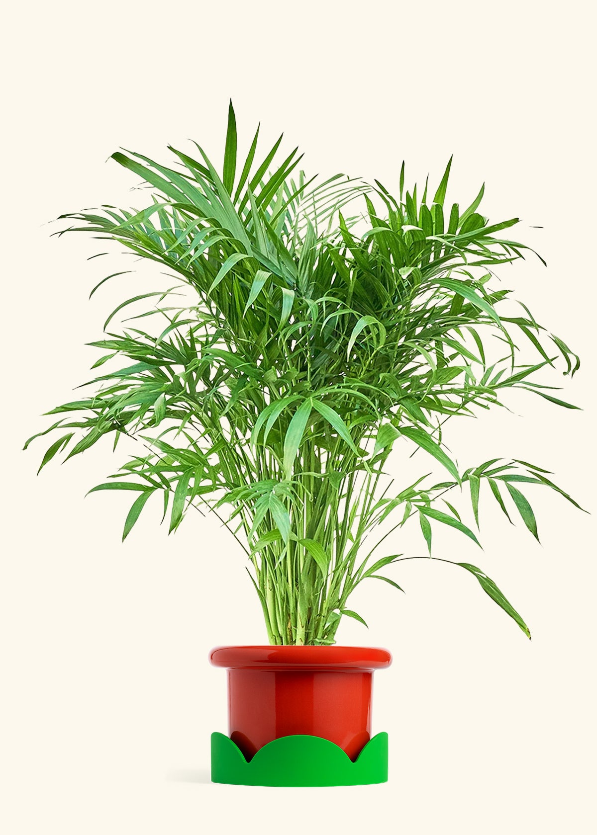 Cat Palm, XL