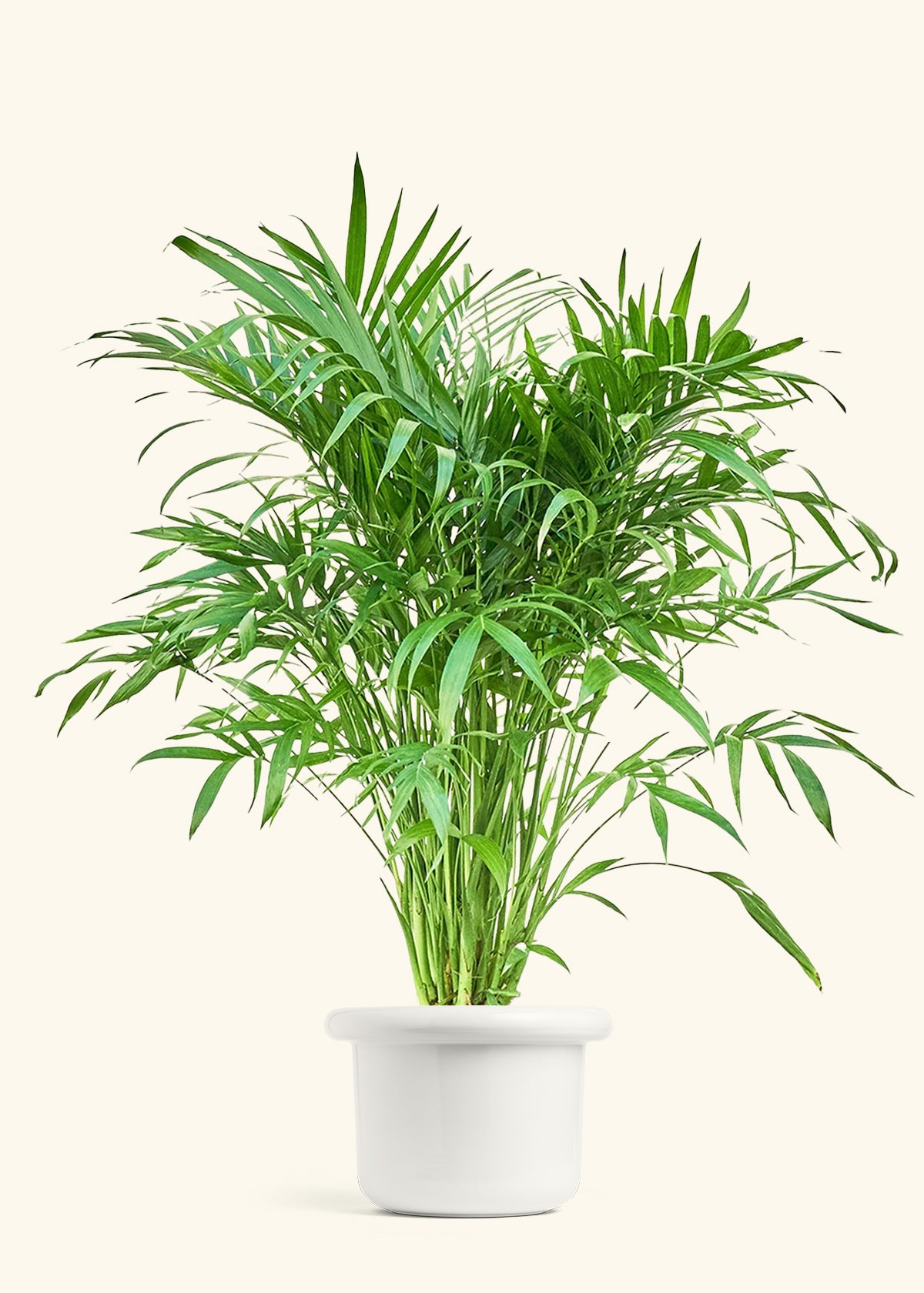 Cat Palm, XL