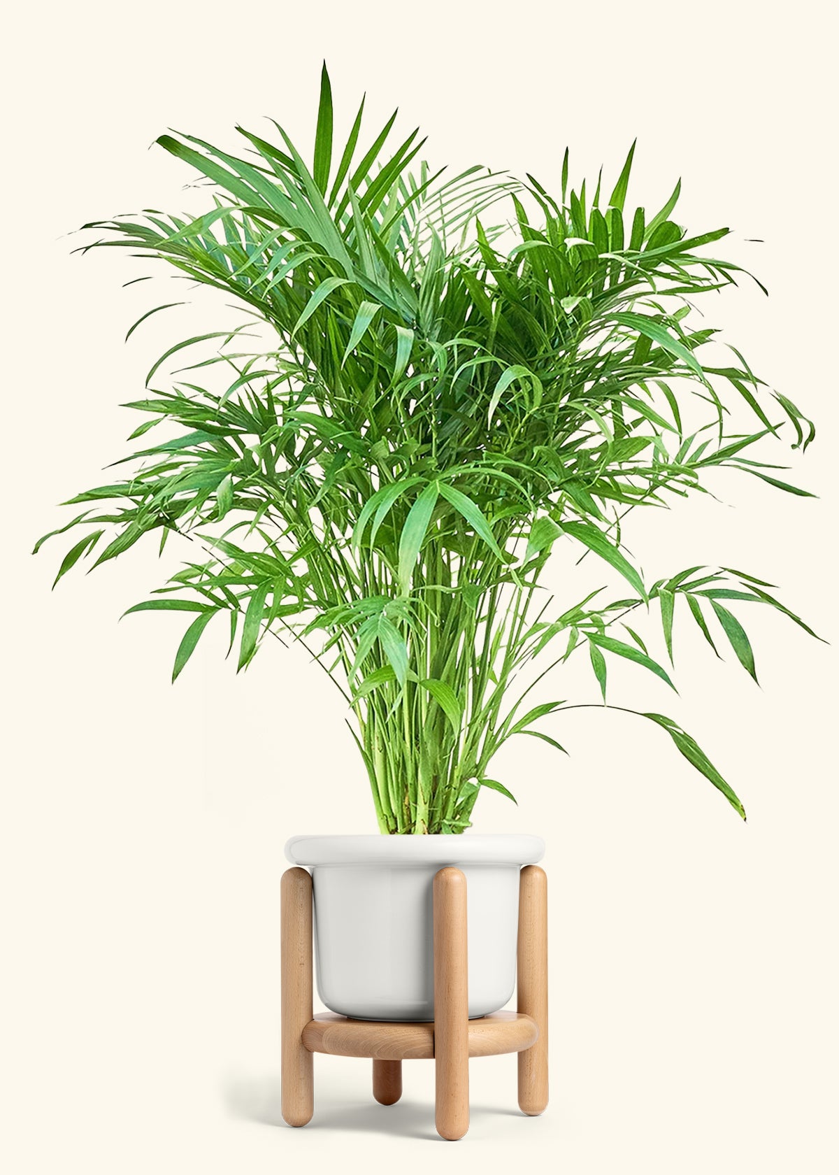 Cat Palm, XL