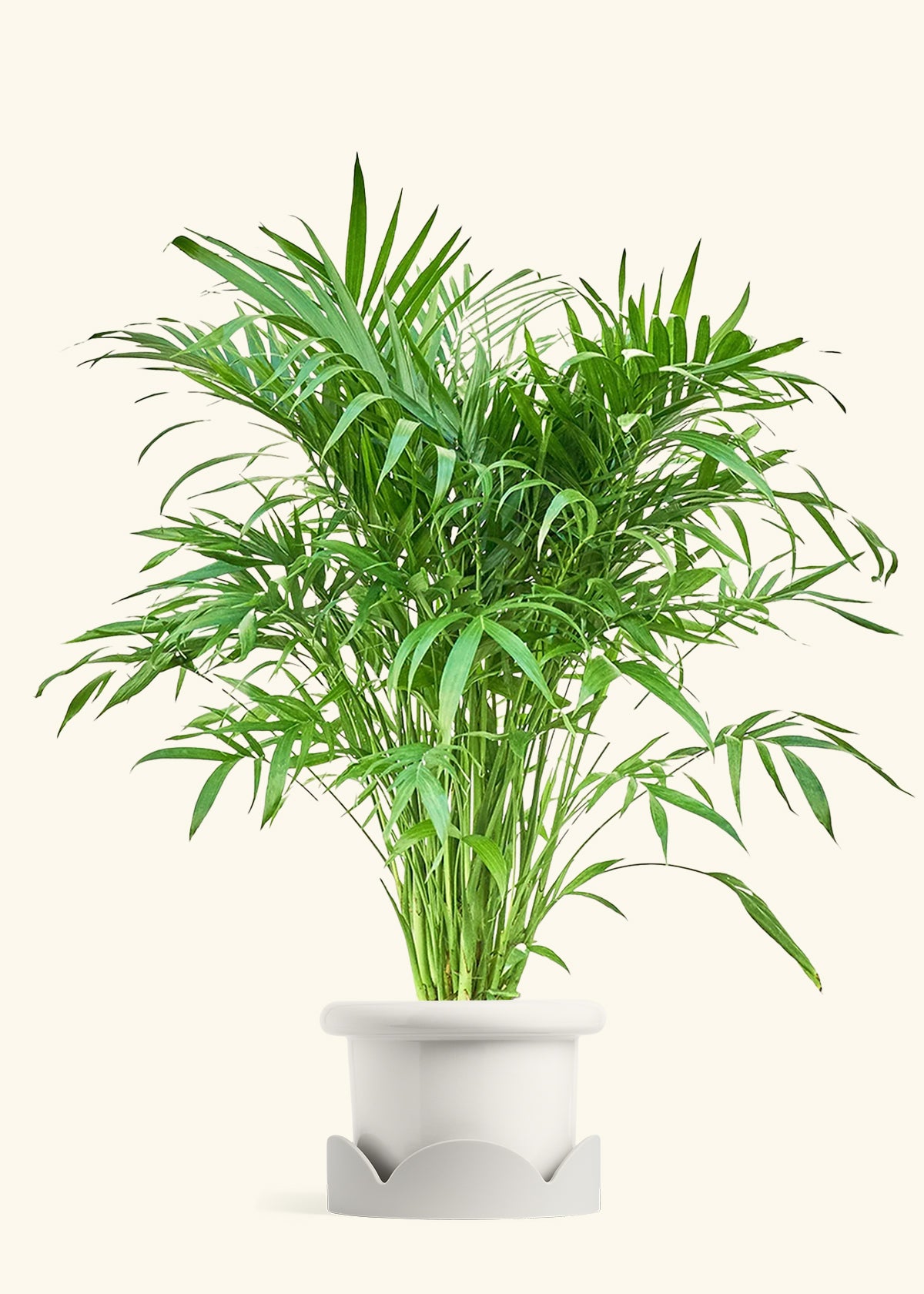 Cat Palm, XL