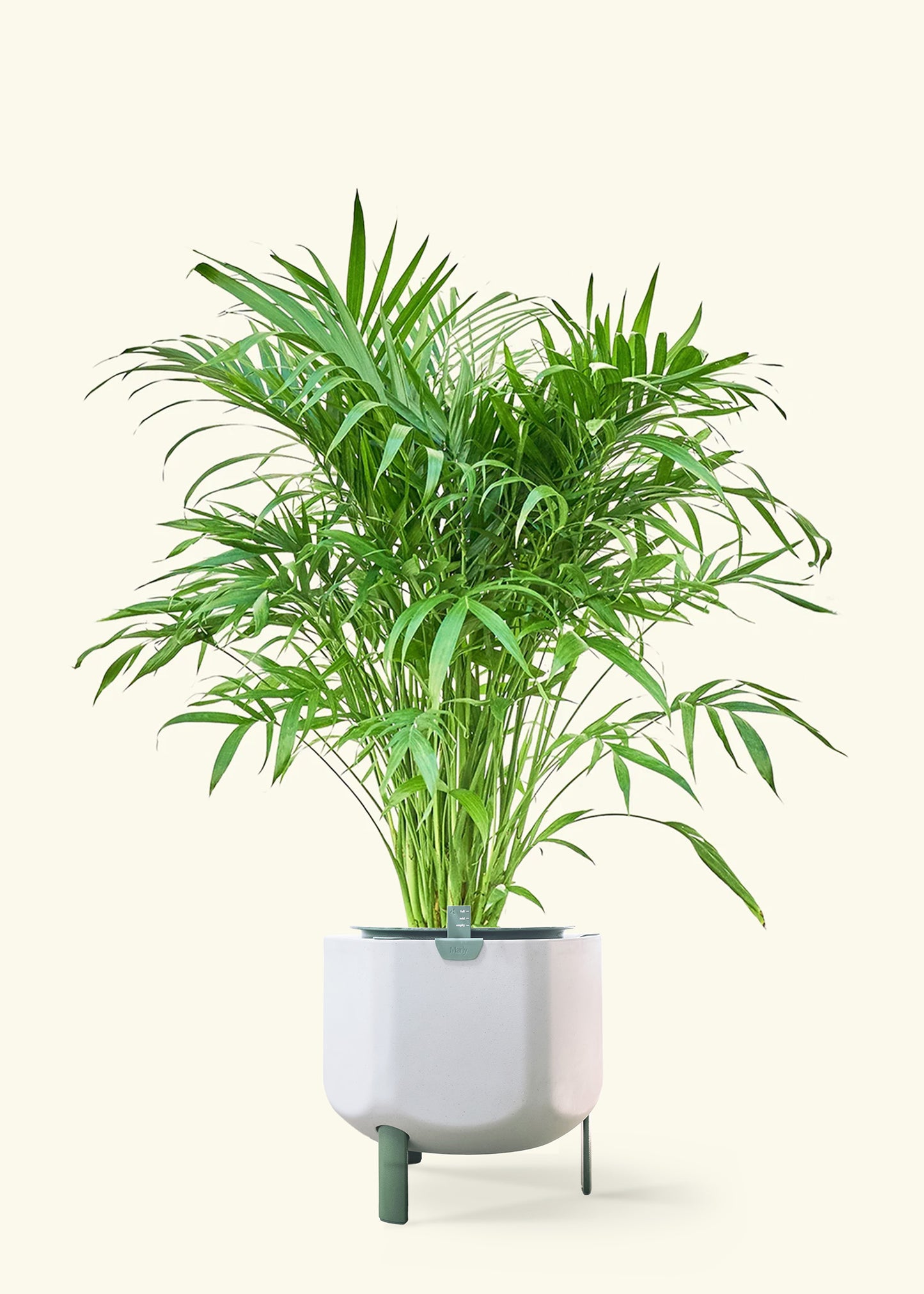 Cat Palm in a 10 inches sage self watering pot