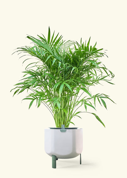 Cat Palm in a 10 inches sage self watering pot