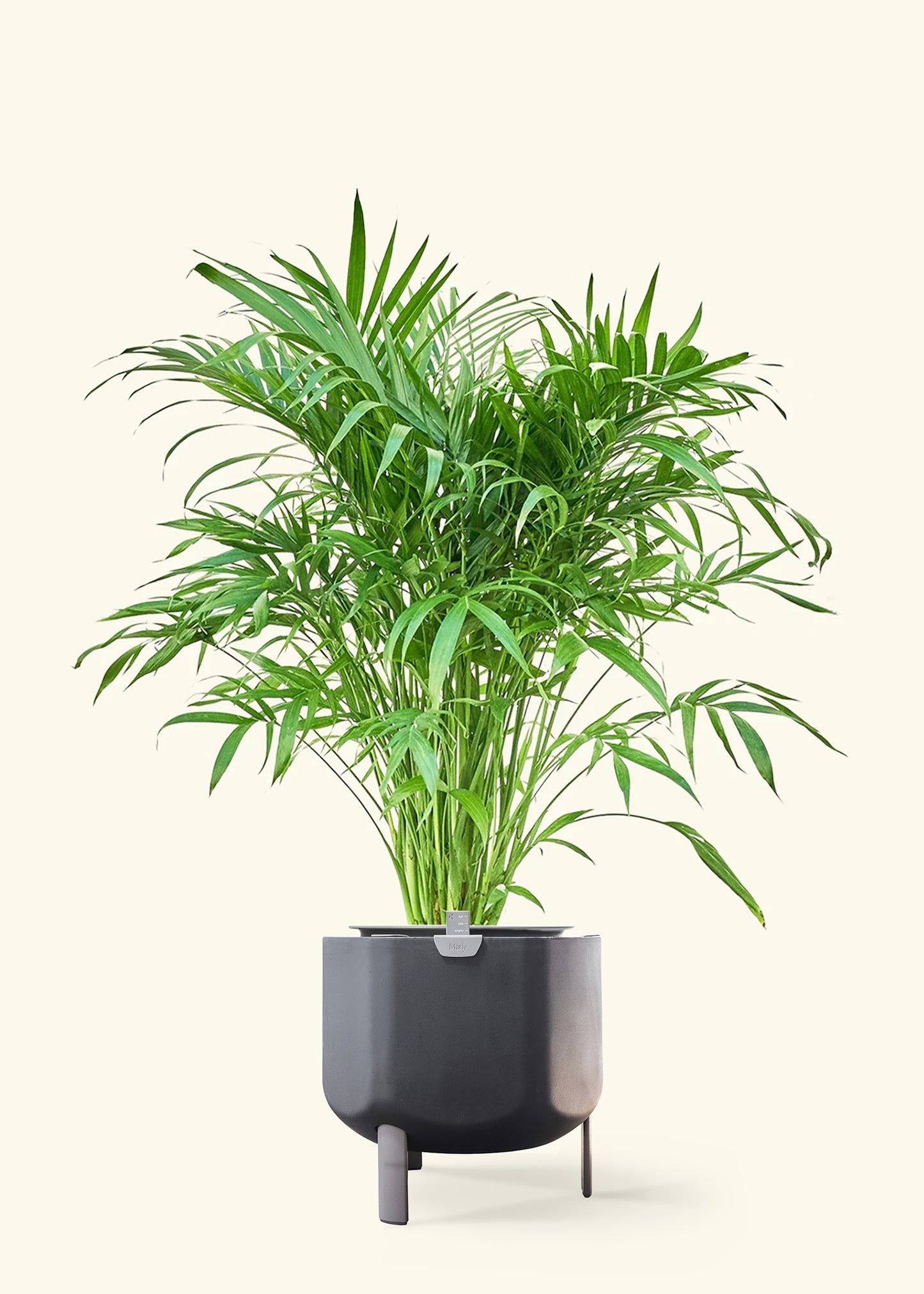 Cat Palm in a 10 inches charcoal self watering pot