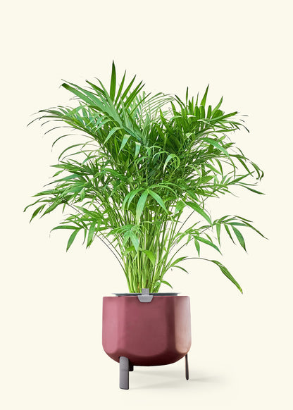 Cat Palm in a 10 inches terracotta self watering pot