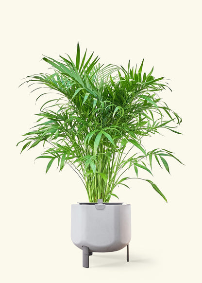 Cat Palm in a 10 inches stone self watering pot