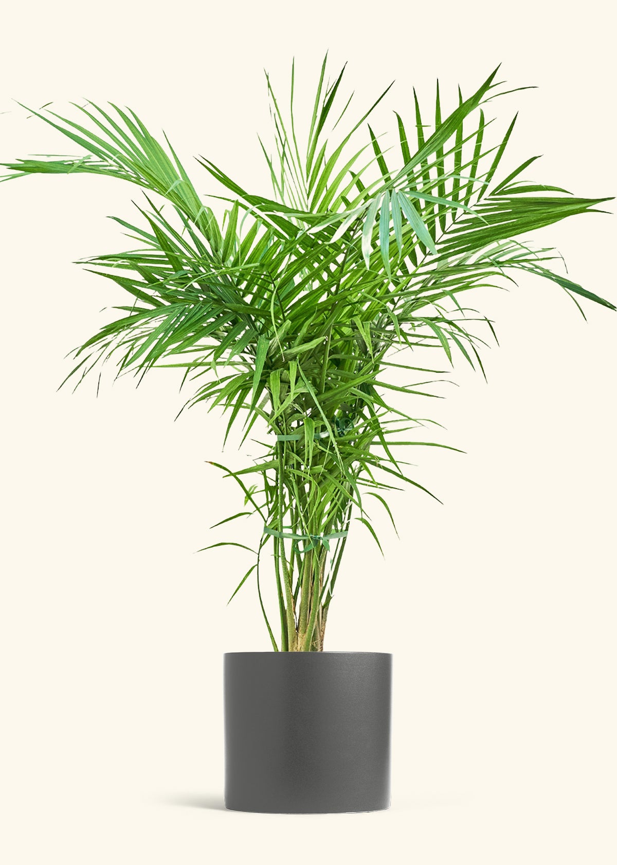 Palm Majesty Palm, 2gal Pot, 37-42in Overall Height, Ravenea Rivularis Live Plant, Indoor fashion Air Purifier