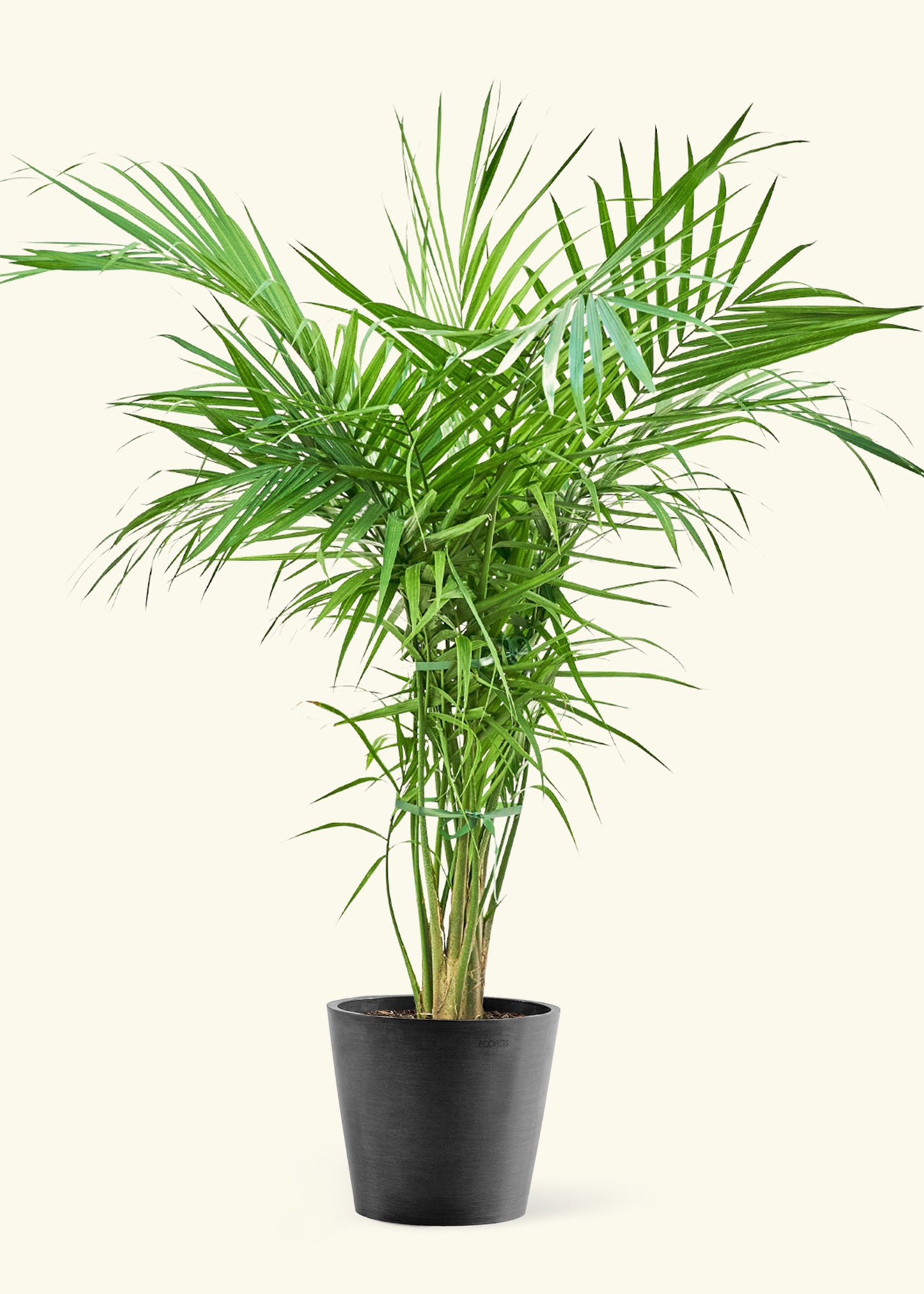 Extra Large Majesty Palm  in a black pot.