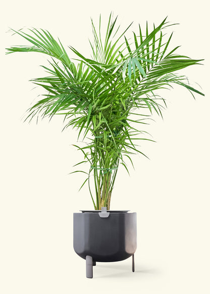 Majesty Palm in a 10 inches charcoal self watering pot