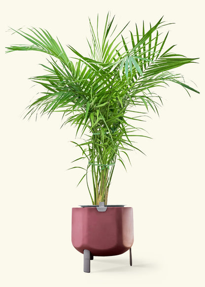 Majesty Palm in a 10 inches terracotta self watering pot