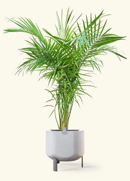 Majesty Palm in a 10 inches stone self watering pot