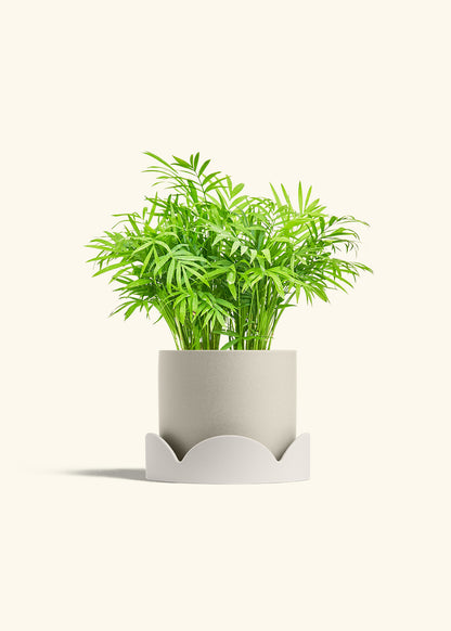 Parlor Palm in a 6 inches Oat Classic Cylinder Planter 