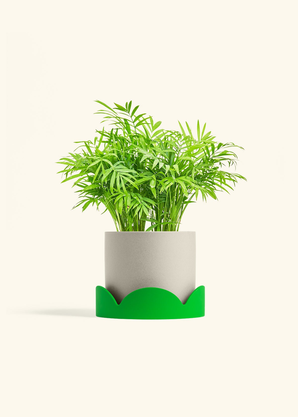 Parlor Palm in a 6 inches Oat Classic Cylinder Planter in a Shamrock Petal Drip Tray
