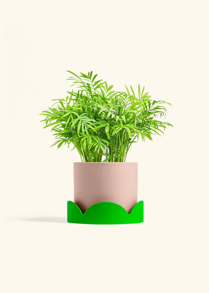 Parlor Palm in a 6 inches Pink Classic Cylinder Planter in a Shamrock Petal Drip Tray