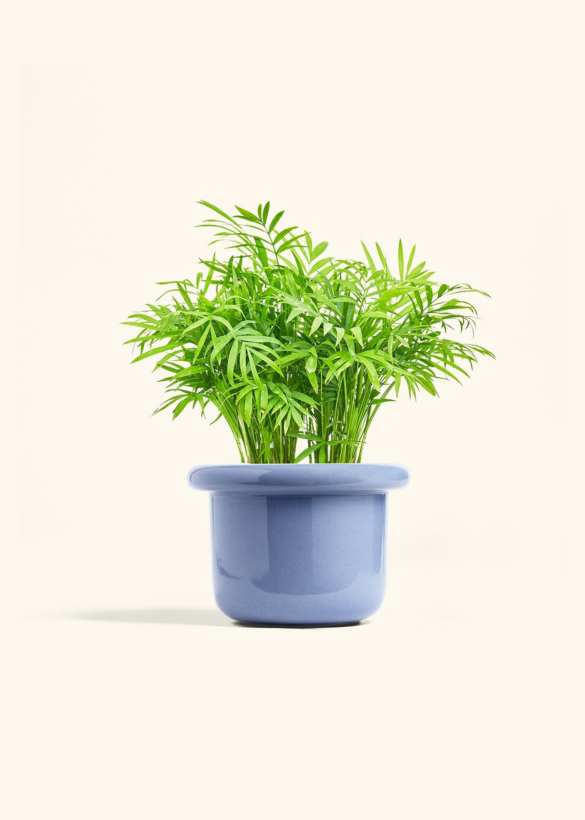 Parlor Palm in a 6 inches Fat Lip Blue Planter 