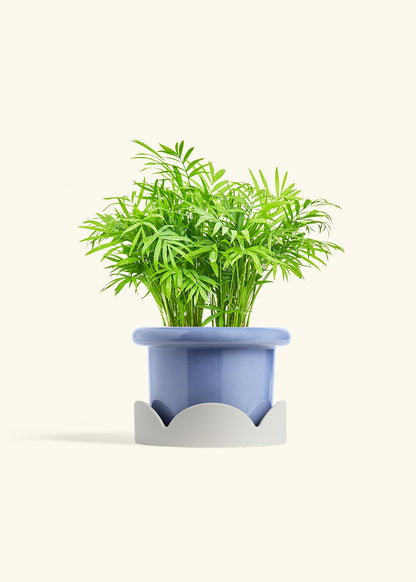 Parlor Palm in a 6 inches Fat Lip Blue Planter in a Oat Petal Drip Tray