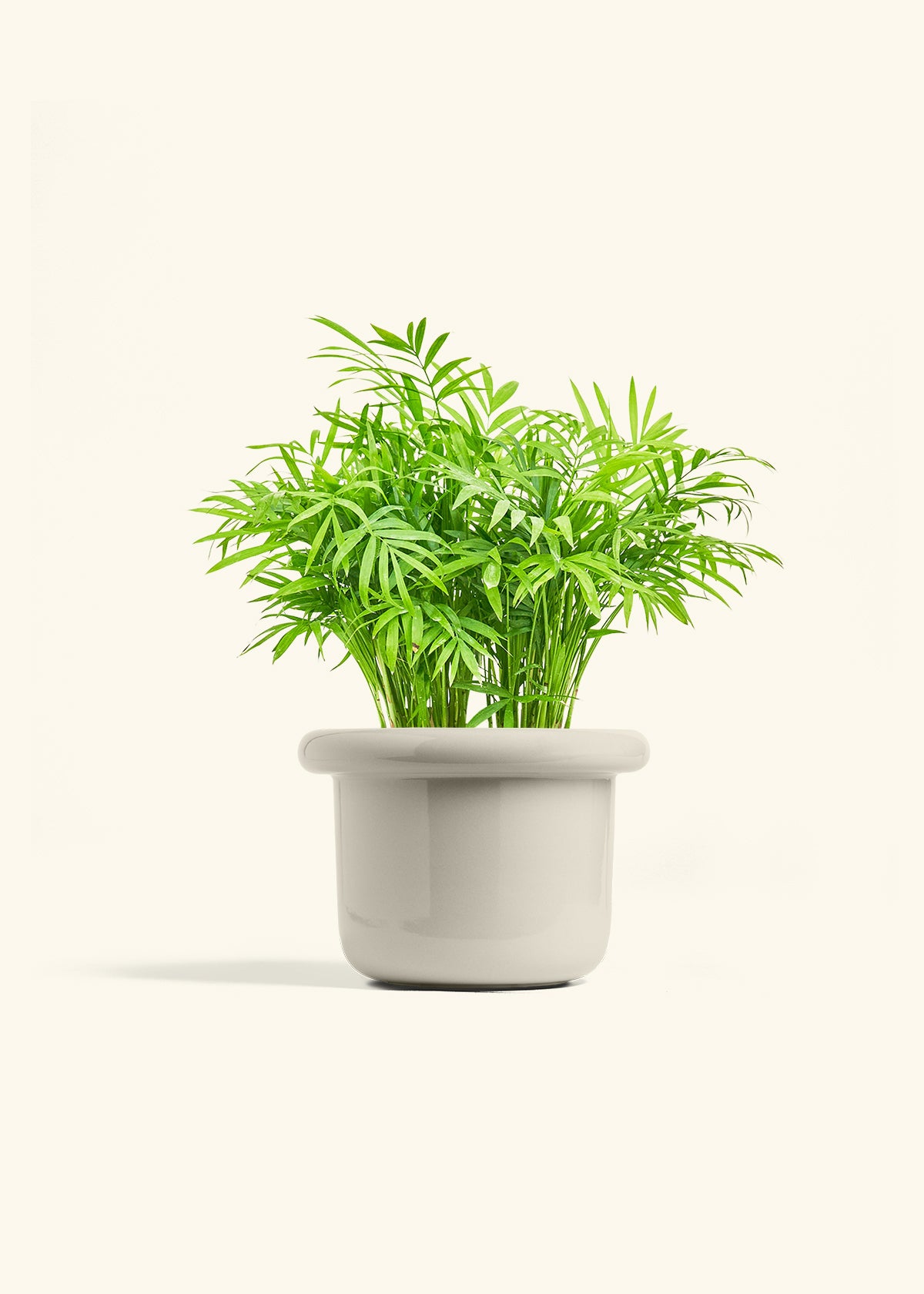 Parlor Palm in a 6 inches Fat Lip Oat Planter 
