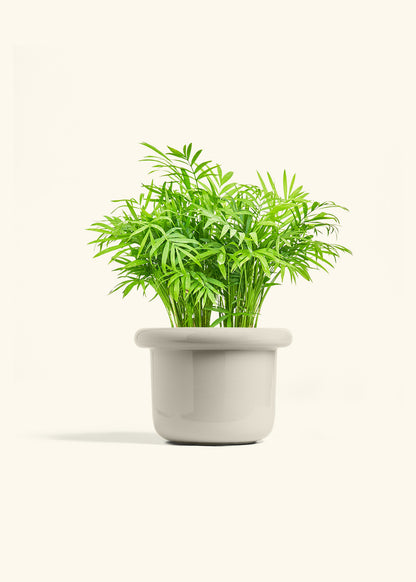 Parlor Palm in a 6 inches Fat Lip Oat Planter 